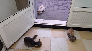 Hungry stray cats begging to be fed Helping hungry neglected and stray cats [upl. by Dulcie755]