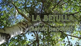 Betulla Betula pendula [upl. by Sanborn]