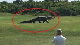 Giant Gator Walks Across Florida Golf Course  REAL or FAKE [upl. by Ainat109]