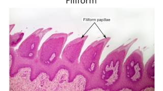 Histology Taste Buds and Lingual Papillae [upl. by Congdon]