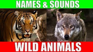 Wild Animals Names and Sounds for Kids to Learn  Learning Wild Animal Names and Sounds for Children [upl. by Ellehsal]