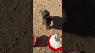 German Shepherd Puppy Scared of Water So Cute puppy dog fyp viralvideo cuteanimal [upl. by Rochella164]