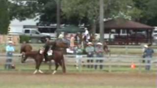 Sophistication Only AQHA Stallion standing at Bracken Quarter Horses [upl. by Eldwon432]