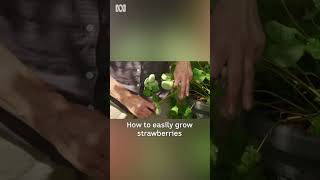 How to easily propagate strawberries  Gardening Australia [upl. by Einnor]