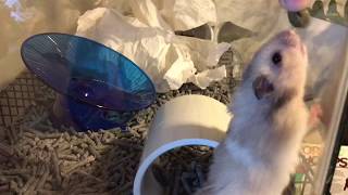 Long haired Syrian Hamster from PetSmart How to train your Hamster [upl. by Lull]