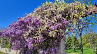 Glicina Wisteria sp sfaturi de îngrijire 💜🌿☀️ [upl. by Chak45]