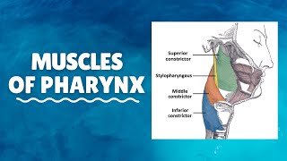 Muscles of Pharynx  Origin Insertion Nerve supply Action [upl. by Veta922]