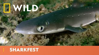 Snot Fish Vs Dogfish Shark  Sharkfest  National Geographic WILD UK [upl. by Pacificas]