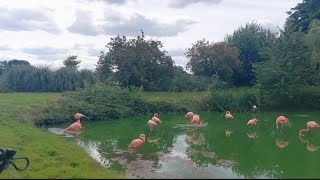 Whipsnade Zoo Chop Choo Train🐃🐯🐅🦧 [upl. by Zerdna]