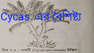 Cycas এর বৈশিষ্ট্য।। HscAlim।।নগ্নবীজ ও আবৃতবীজী উদ্ভিদ [upl. by Bent]