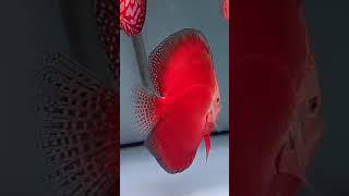 Red discus fish [upl. by Oiril]