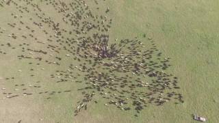 Moving The Cattle To The Next Paddock [upl. by Remot]