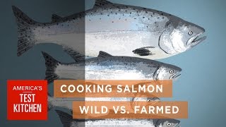 Science How Wild Salmon Differs from Farmed Salmon and How to Cook Salmon to the Right Temperature [upl. by Loria607]