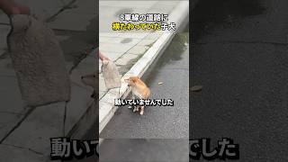 8車線の道路に横たわっていた子犬 [upl. by Ahsakal]