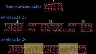 Restriction Enzymes Restriction Endonucleases [upl. by Araik227]