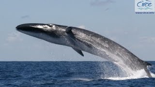 Fin whale breaching StraitofGibraltar 22052014 [upl. by Burra755]