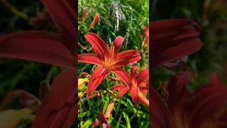 Daylily Flowers Blooming Throughout Summer  lilies 🌺🌺🌺 [upl. by Nayd68]