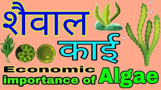 शैवाल क्या है  शैवाल के लक्षण आकार नाम और संरचना तथा आर्थिक महत्व  Economic importance of algae [upl. by Ahsek384]