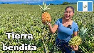 Aquí se PRODUCEN LAS MEJORES PIÑAS de GUATEMALA para EXPORTAR 🇬🇹 ALDEA EL JOCOTILLO  Celinaz 🇸🇻 [upl. by Sirraf]