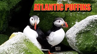 Atlantic Puffins  Machias Seal Island [upl. by Carissa]