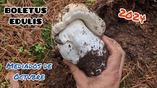 BOLETUS EDULIS a Mediados de Octubre de 2024 🍄 [upl. by Gnohp429]