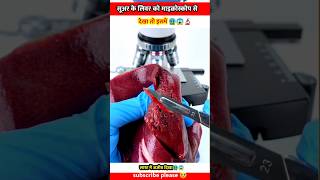 Pork liver सूअर का जिगर undar the microscope view facts shortvideo shorts short shortsvideo [upl. by Eenitsed477]