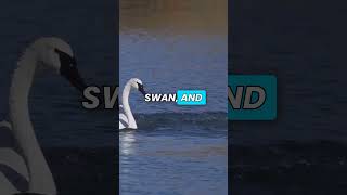 Discovering the Majestic Swans of Nature naturefacts wildlife [upl. by Notslar151]