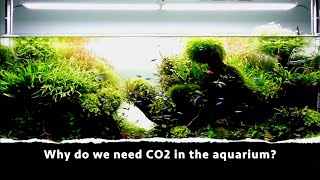 Why do we need CO2 in the aquarium [upl. by Anielram]