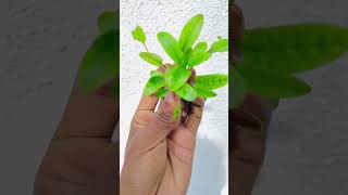 Cryptocoryne wenditi green aquaticplantswaterplantsaquaticplantedtankaquascapeplantedaquarium [upl. by Ten]