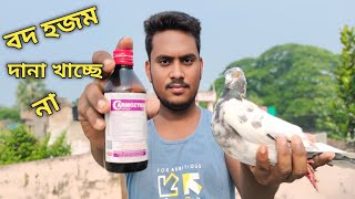 কবুতরের বদহজম দানা পানি ছেড়ে দিয়েছেkobitorkavideo pigeon bird rsflyer carmozyme [upl. by Dore]