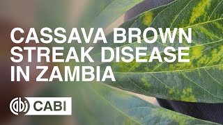 Raising awareness of Cassava Brown Streak Disease in Zambia [upl. by Akeemat142]