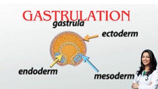 Gastrulation germ layer subOBG explanation by chandni maam [upl. by Zerep]