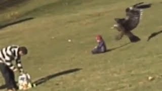 SZOK Orzeł porywa bawiące się dziecko  Eagle attacks child Fake HD [upl. by Ariahs941]