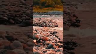 Healing Water Sounds Beautiful Sunset over Forest Stream shorts relaxing nature whitenoise [upl. by Hogen]