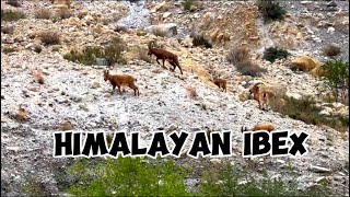 Conserving Himalayan Ibex amp Snow Leopards in Khyber Gojalquot [upl. by Yniattirb]