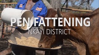 PEN FATTENING IN NKAYI DISTRICT [upl. by Ahsila]