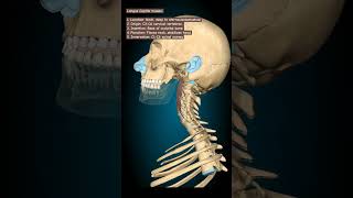 Longus Capitis Muscle animation humananatomyandphysiology humananatomy humerusanatomy [upl. by Gallard190]