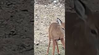 is this a doe grunt or bleat sound 🦌deer deersounds [upl. by Azaleah453]