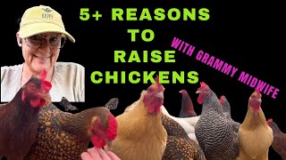 5➕ Reasons to raise backyard chickens‼️ chickens homesteading [upl. by Bathulda25]