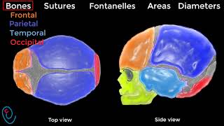 Fetal skull illustrated [upl. by Kelcie]