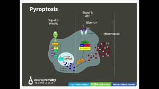 Pathways to Cell Death Apoptosis Pyroptosis and Autophagy [upl. by Hteazile]