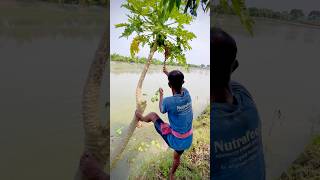 পেপে এইভাবে কেনো পারছে🤔minivlog video shortvideo youtubeshorts love village [upl. by Ycrep]