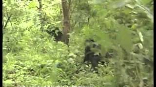 Chimpanzee dominance behavior [upl. by Keldon]