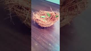 bird nest using coconut coir craft homemade youtubeshorts shorts viralvideo [upl. by Attelrac]