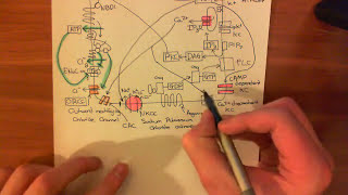 Cystic Fibrosis  CFTR Function Part 2 [upl. by Desma]