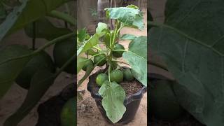 New technique of growing orange tree orange orangegrafting farming fruitfarming viral shorts [upl. by Bergeron]