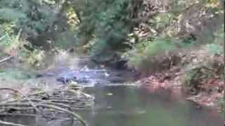 Nanaimo River Salmon Spawning [upl. by Niknar777]