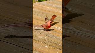 Cardinal Bird Ruby amp His Young cardinalbird birdwatchingjoy mybackyardbirding birders [upl. by Ahsekam]