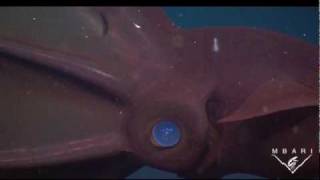 Vampyroteuthis infernalis  The Vampire Squid [upl. by Eltsirk974]