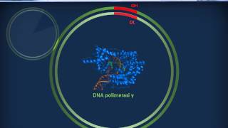 Genetica 01  Fisiologia del genoma umano [upl. by Fortune]